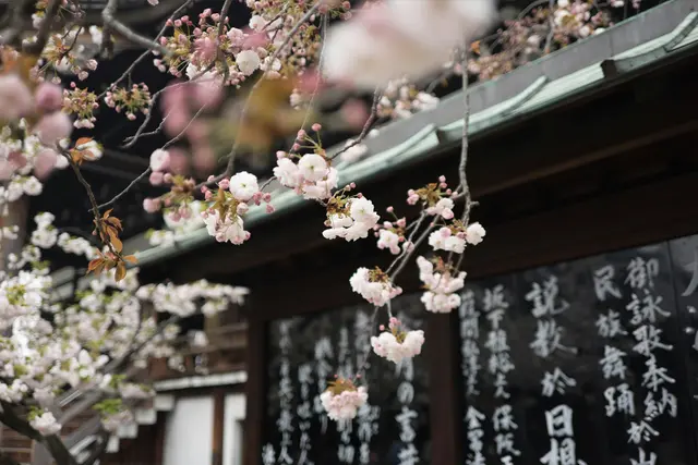 Essential Japanese Grammar Rules for Beginners